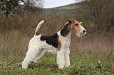 FOX TERRIER 500